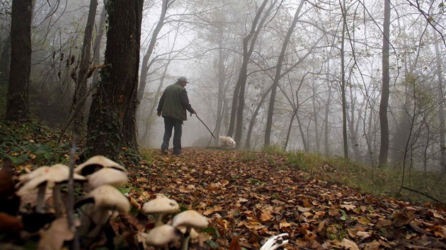 Hleda lan Ezio Costa (66) ptr po lanch se svm psem Jolly v lese v Monchiero pobl Alby. Jeho rodina pat  hledam lan u po tyi generace. 