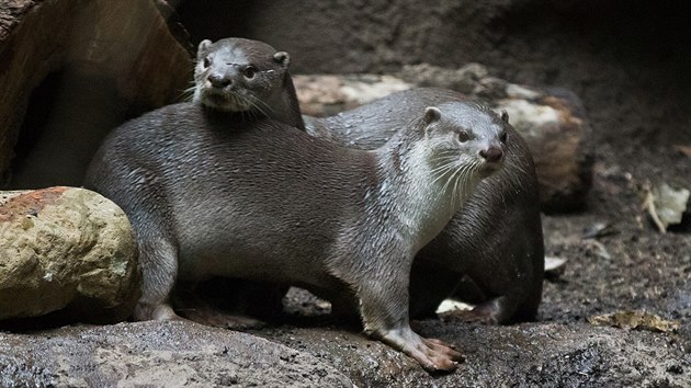 Dvojice vyder hladkosrstch se zabydluje v Indonsk dungli Zoo Praha. 