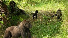 I gorily odchované v zajetí se dokáou nauit ít v pralese.