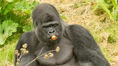 Djala se spolu se svou celou rodinou do Afriky v roce 2012 vrátil.