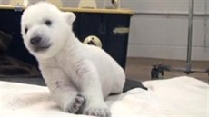 V torontské zoo peilo z tí v listopadu narozených mláat ledního medvda...