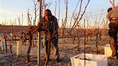 Sklize� ledového vína ve vina�ství na Sádku.