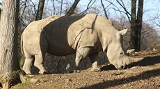 Nosorožec tuponosý pochází z jižní Afriky, je to býložravec a jmenuje se...