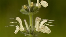 Šalvěj rakouská (Salvia austriaca) roste běžně v Rakousku, Maďarsku a na...