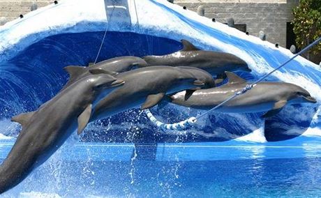 Na pelomu dubna a kvtna se bude na praském Rohanském nábeí konat show a plavání s delfíny. Proti akci se vyjádilo nkolik editel eských zoo. (Ilustraní snímek)