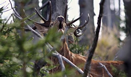 Satelitní przkum ukázal, e jeleni na umav stále uznávají eleznou oponu.