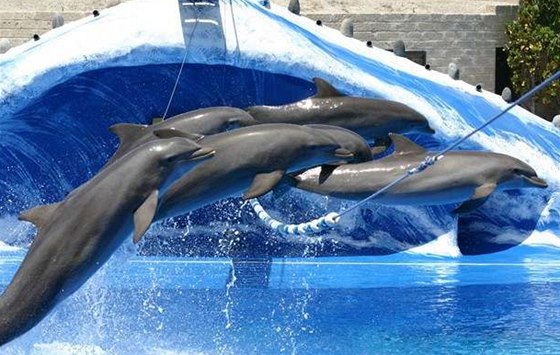 Na přelomu dubna a května se bude na pražském Rohanském nábřeží konat show a plavání s delfíny. Proti akci se vyjádřilo několik ředitelů českých zoo. (Ilustrační snímek)