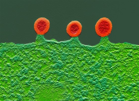 Buňka infikovaná virem HIV. Dodatečně obarvený snímek z elektronového...