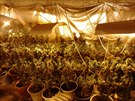 Pi zátahu policisté zajistil více ne 300 rostlin konopí v celkové hodnot 2...