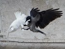 Pape vypustil holubice míru, k zemi je poslali racek a vrána edivka (26....