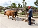 "Historická" doprava na Kub. Bez koní a krav se tu stále neobejdou.