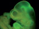 Myí embryo vytvoené z bunk "vystresovaných" k omládnutí kyselou koupelí