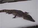 Mrtvý krokodýl