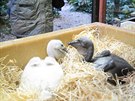 Odchov mláat pelikán v dvorské zoo