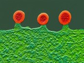 Buňka infikovaná virem HIV. Dodatečně obarvený snímek z elektronového...