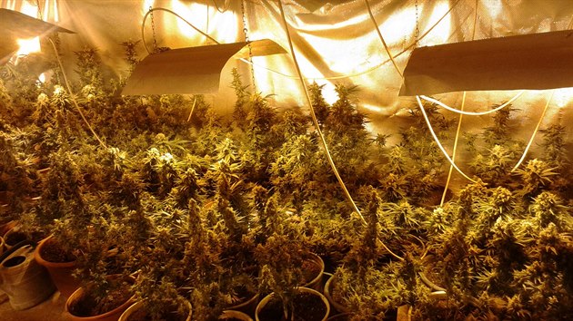 Pi ztahu policist zajistil vce ne 300 rostlin konop v celkov hodnot 2 miliony korun