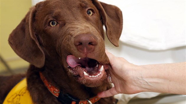 Pes Casper pomáhá pacientům rehabilitačního oddělení především psychicky.