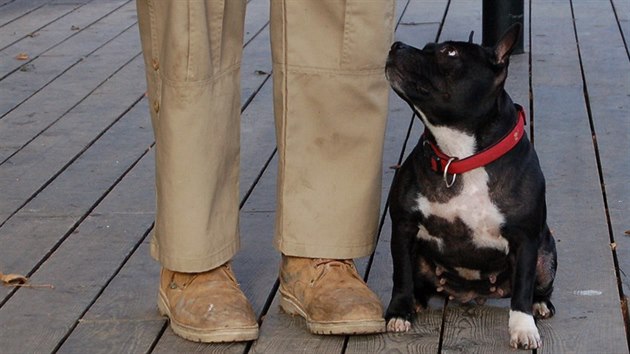 "Stafk" u nohy - na svm pnovi vis pohledem... 