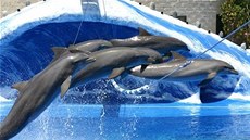 Delfíni - Vyfoceno 6.7.2005 v Aquaparku na ostrově Tenerife.