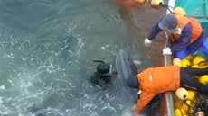 Lov delfín, Japonsko