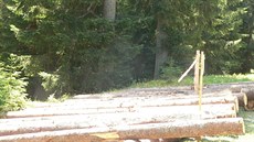 Pora�ené kmeny jsou napu�t�né chemickými látkami, které lákají k�rovce. Brouci...