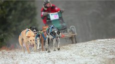 �edivá�k�v long 2014