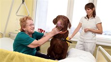 Pes Casper může i za pacienty do postele. V pozadí lékařka Ema Kaslová.