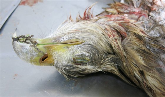 Pitva uhynulého orla a následné rozbory ukázaly, e byl pták otráven.