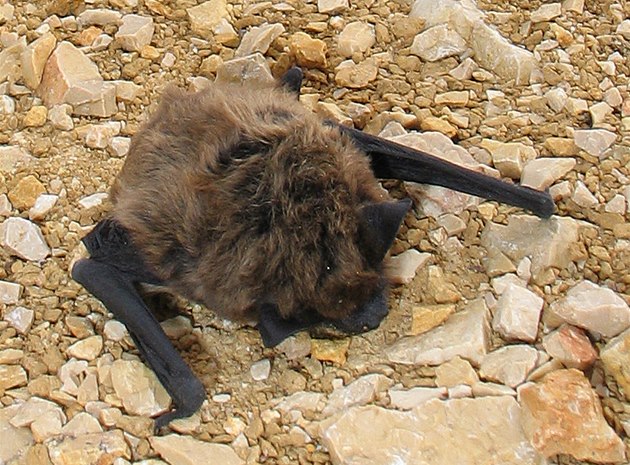 Vzácný netopýr Saviv