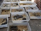 William Buchman ml v dom asi 300 ivých i mrtvých had (30. ledna 2014)