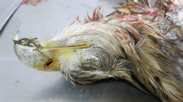 Pitva uhynulého orla a následné rozbory ukázaly, že byl pták otráven.