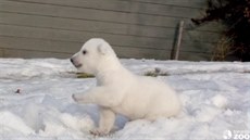 Mlád ledního medvda v torontské zoo vidí poprvé sníh.
