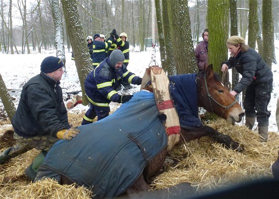 Hasii pod leícím konm protáhli popruhy a s pouitím kladkostroje se pokusily