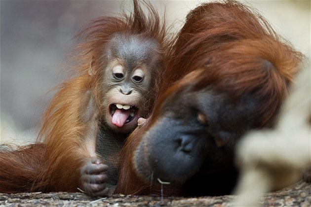 Malý orangutan Diri slaví první narozeniny. Zoo odtajní, jestli to je samic