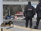ady v Soi e, jak z ulic odklidit stovky toulavch ps (1. nora 2014)