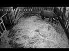 Mlád nosoroce indického na snímku z webové kamery pt hodin po porodu (2....