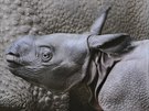 Mlád nosoroce, které se narodilo v plzeské zoo, je pravdpodobn holika.