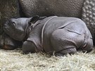 Mlád nosoroce, které se narodilo v plzeské zoo, je pravdpodobn holika.
