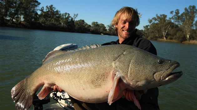 Obrovsk okoun Murray Cod v Austrlii