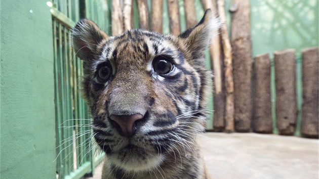 Mlád vzácného tygra sumaterského narozené v ervenci (na snímku z 19. prosince