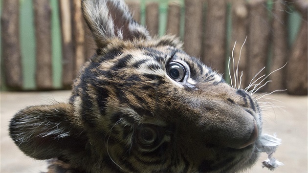 Mlád vzácného tygra sumaterského narozené v ervenci (na snímku z 19. prosince