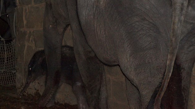 Slonice s mldtem nedlouho po porodu. (4. nora 2014)