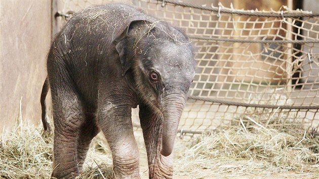 Sloní holika z ostravské zoologické zahrady zaala pít alespo mlénou...