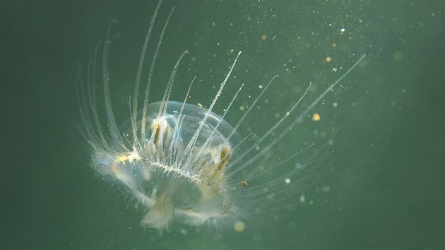 Sladkovodní medúzka