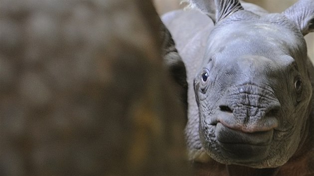 Mlád nosoroce, které se narodilo v plzeské zoo, je pravdpodobn holika.