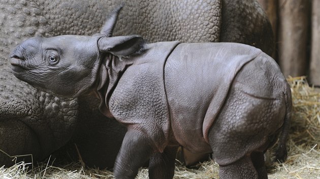 Mlád nosoroce, které se narodilo v plzeské zoo, je pravdpodobn holika.