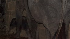 Slonice s mládtem nedlouho po porodu. (4. února 2014)