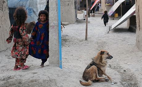 Toulaví psi zdobí vtinu ulic afghánských mst. ilustraní snímek