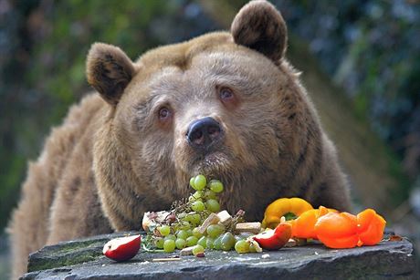 Kadý rok je prý podle oficiálních dat v evropských zoologických zahradách zabito 3 000 a 5 000 zvíat. Ilustraní foto.