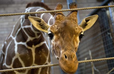 Mladý irafí samec Marius, kterého utratili v kodaské zoo.